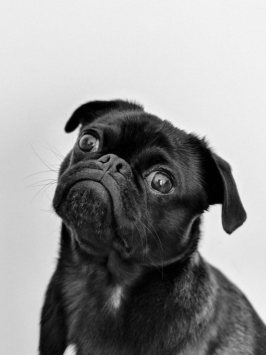 Red Light Therapy for Dogs: A Drug-Free Approach to Inflammation, Chronic Pain, Arthritis & Wound Healing