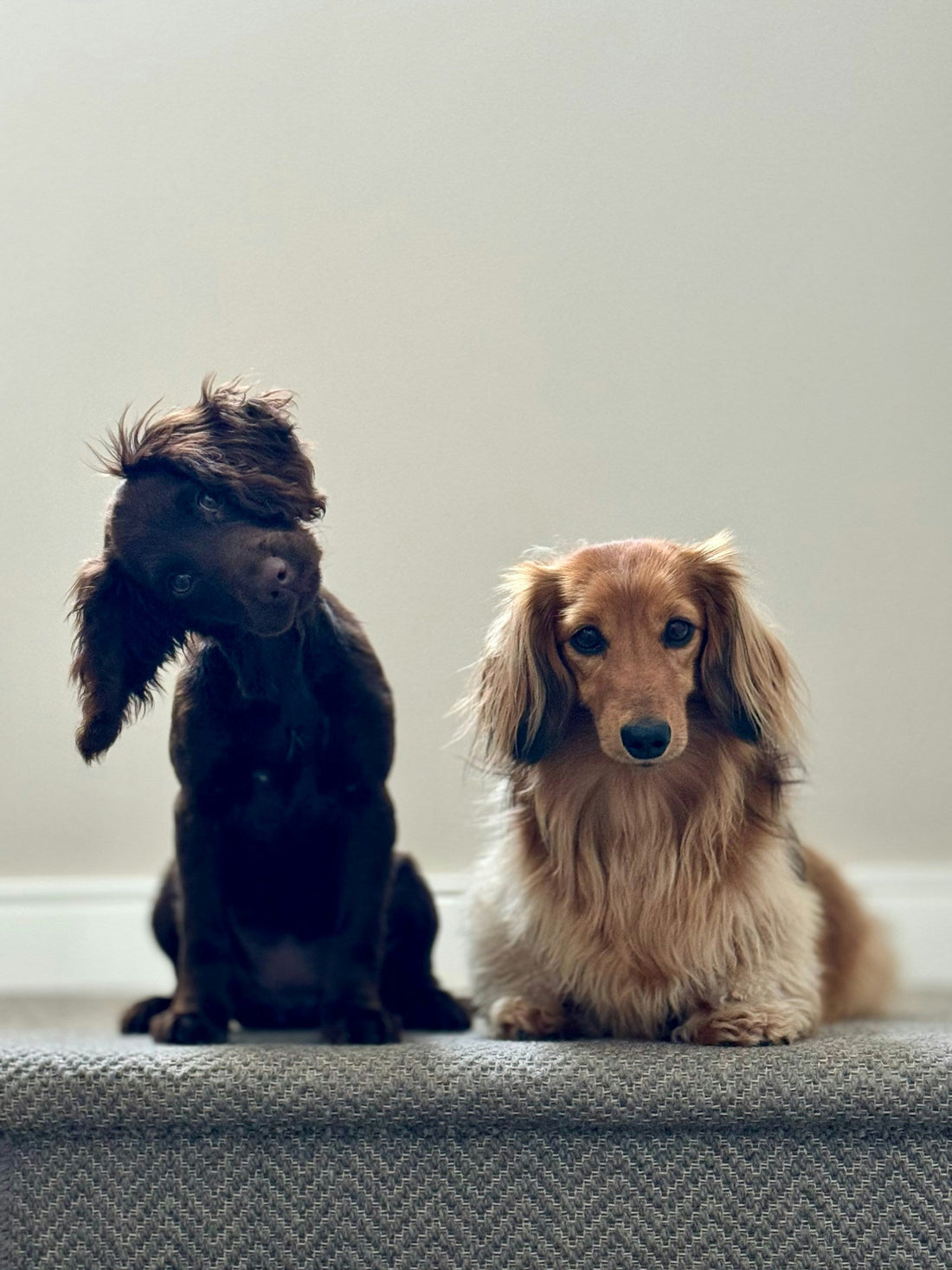Red Light Therapy for Animals: The Science Behind Drug-Free Pain Relief, Inflammation & Healing