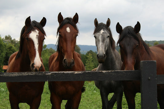 Red Light Therapy for Horses: A Drug-Free Approach to Inflammation, Chronic Pain, Tendon Injuries & Wound Healing