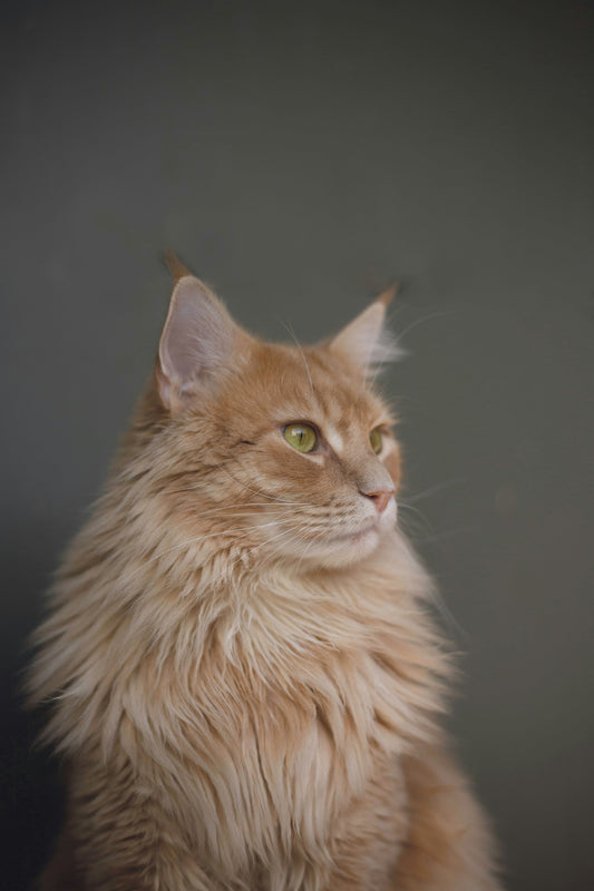 Red Light Therapy for Cats: A Drug-Free Approach to Inflammation, Chronic Pain, Arthritis & Wound Healing