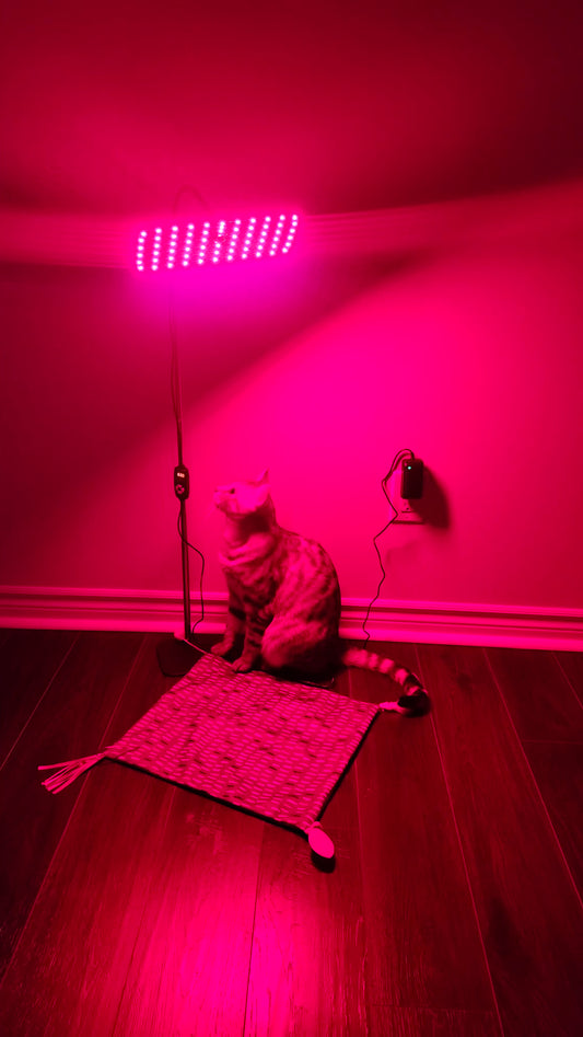 126-LED Pet Red Light Therapy Panel | 660nm & 850nm