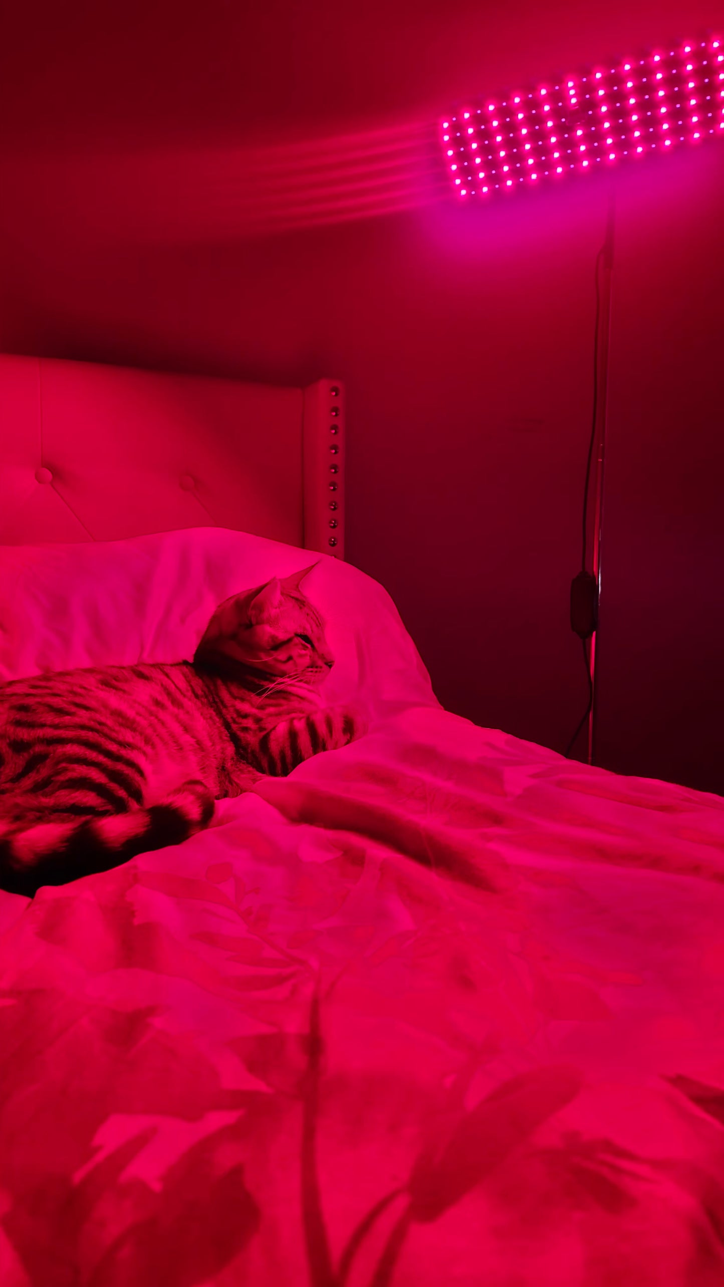 126-LED Pet Red Light Therapy Panel | 660nm & 850nm