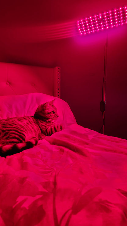 126-LED Pet Red Light Therapy Panel | 660nm & 850nm