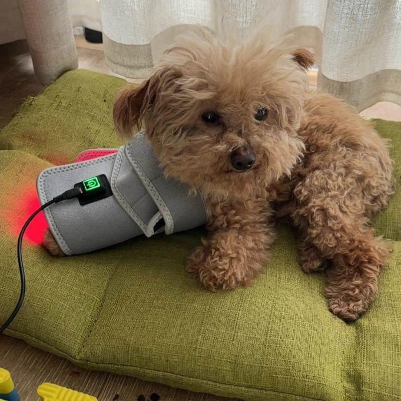 Pet Red Light Therapy Belt for Dogs & Cats
