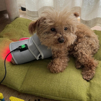 Pet Red Light Therapy Belt for Dogs & Cats