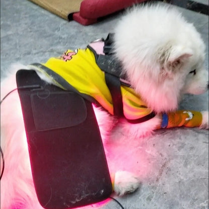 Pet Red Light Therapy Belt for Dogs & Cats