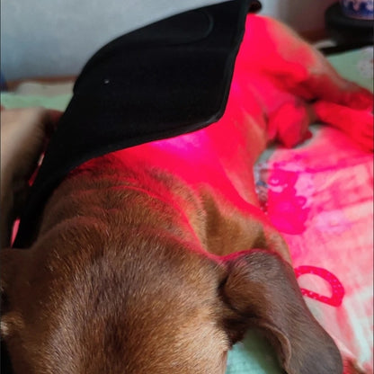 Pet Red Light Therapy Belt for Dogs & Cats